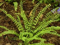 Lovely little British native fern with fresh green fronds.